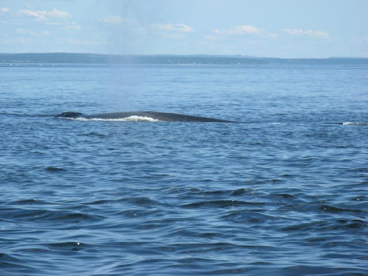 Baleines 047.JPG